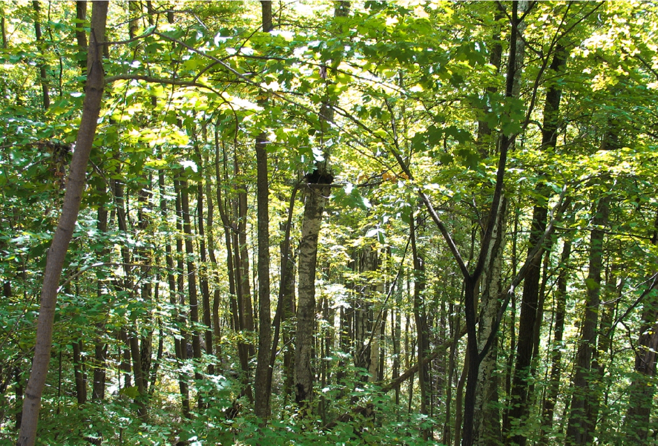 ForestbyLielaisRolands