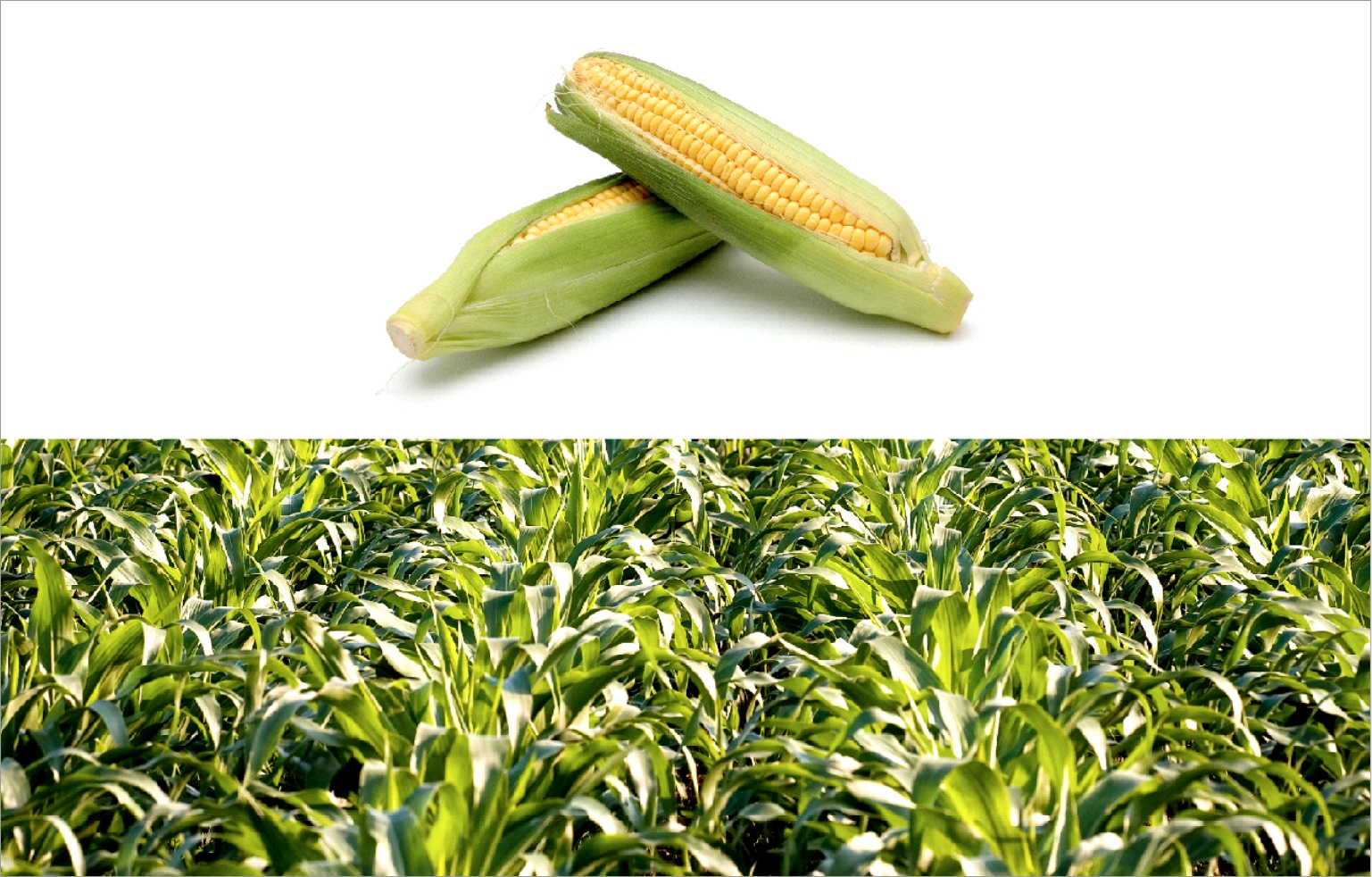 Intersnack03